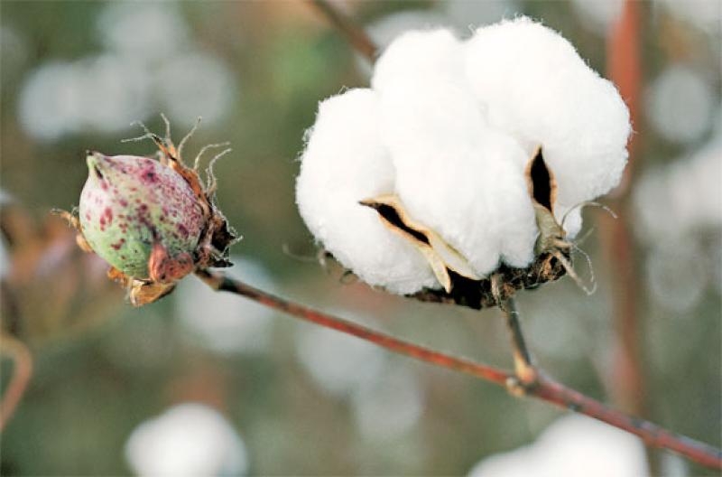 5 THINGS YOU MUST KNOW ABOUT PERUVIAN PIMA COTTON